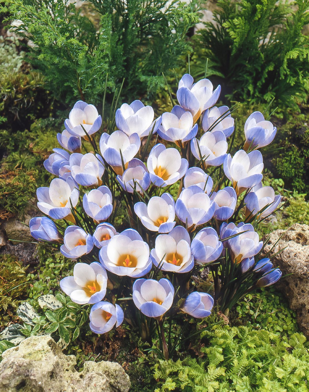 Crocus chrysanthus 'Blue Pearl' Kleiner Garten-Krokus