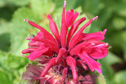 Monarda didyma 'Fireball' ® Indianernessel