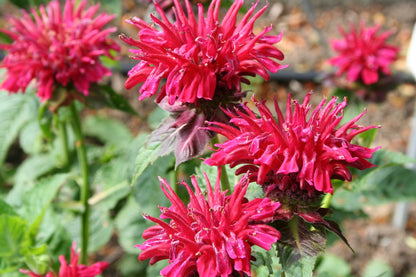 Monarda didyma 'Fireball' ® (Indianernessel)