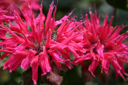 Monarda didyma 'Pink Supreme' ® Indianernessel