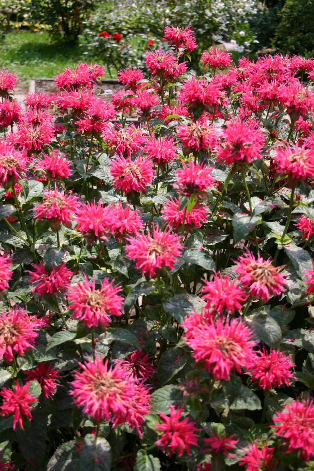 Monarda didyma 'Pink Supreme' ® (Indianernessel)