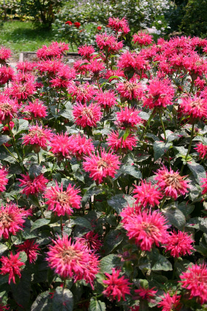 Monarda didyma 'Pink Supreme' ® (Indianernessel)