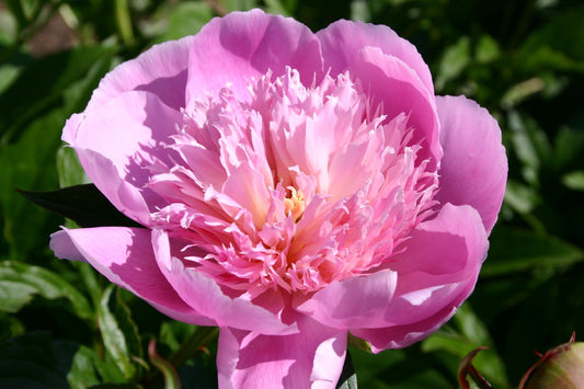 Paeonia lactiflora 'Fancy Nancy' Staudenpfingstrose