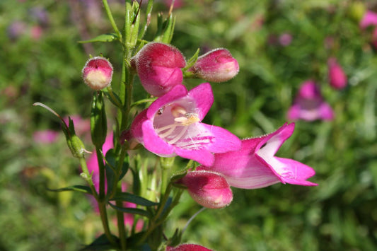 Penstemon x mexicale 'Sunburst Ruby' Bartfaden