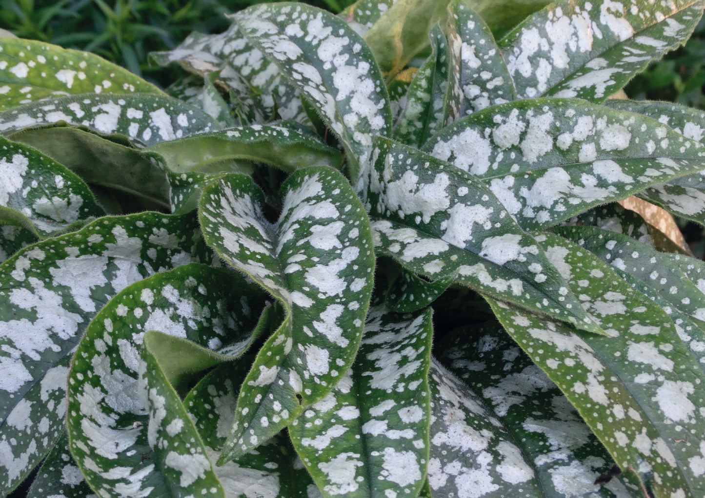 Pulmonaria 'Trevi Fountain' (Großgeflecktes Lungenkraut)