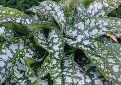 Pulmonaria 'Trevi Fountain' (Großgeflecktes Lungenkraut)
