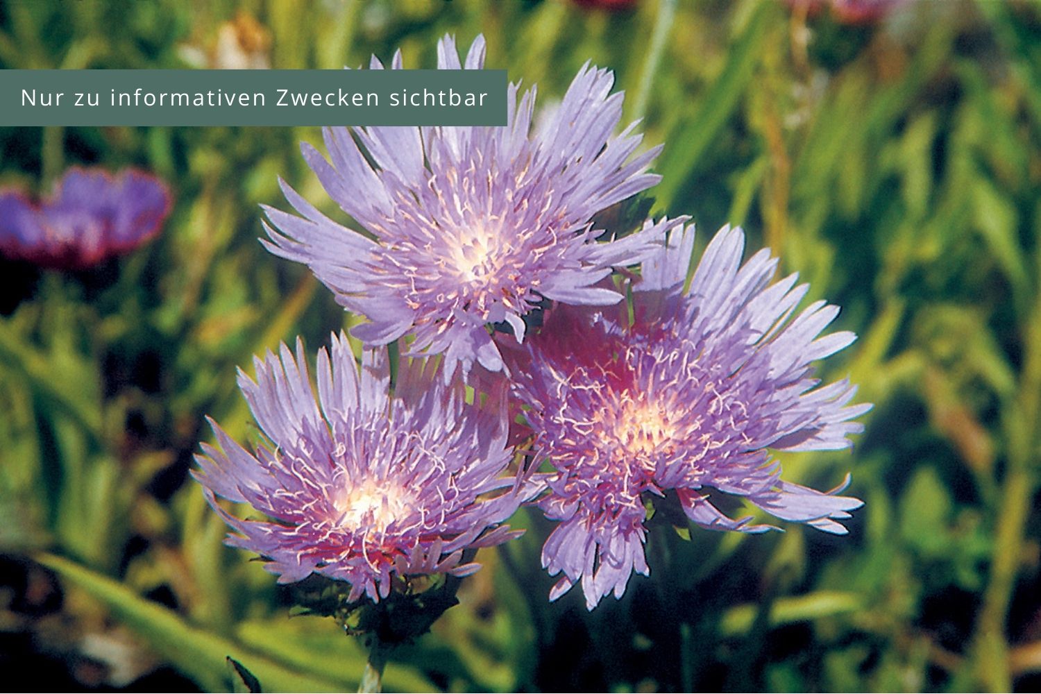 Stokesia laevis Garten-Kornblumenaster