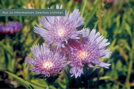 Stokesia laevis Garten-Kornblumenaster