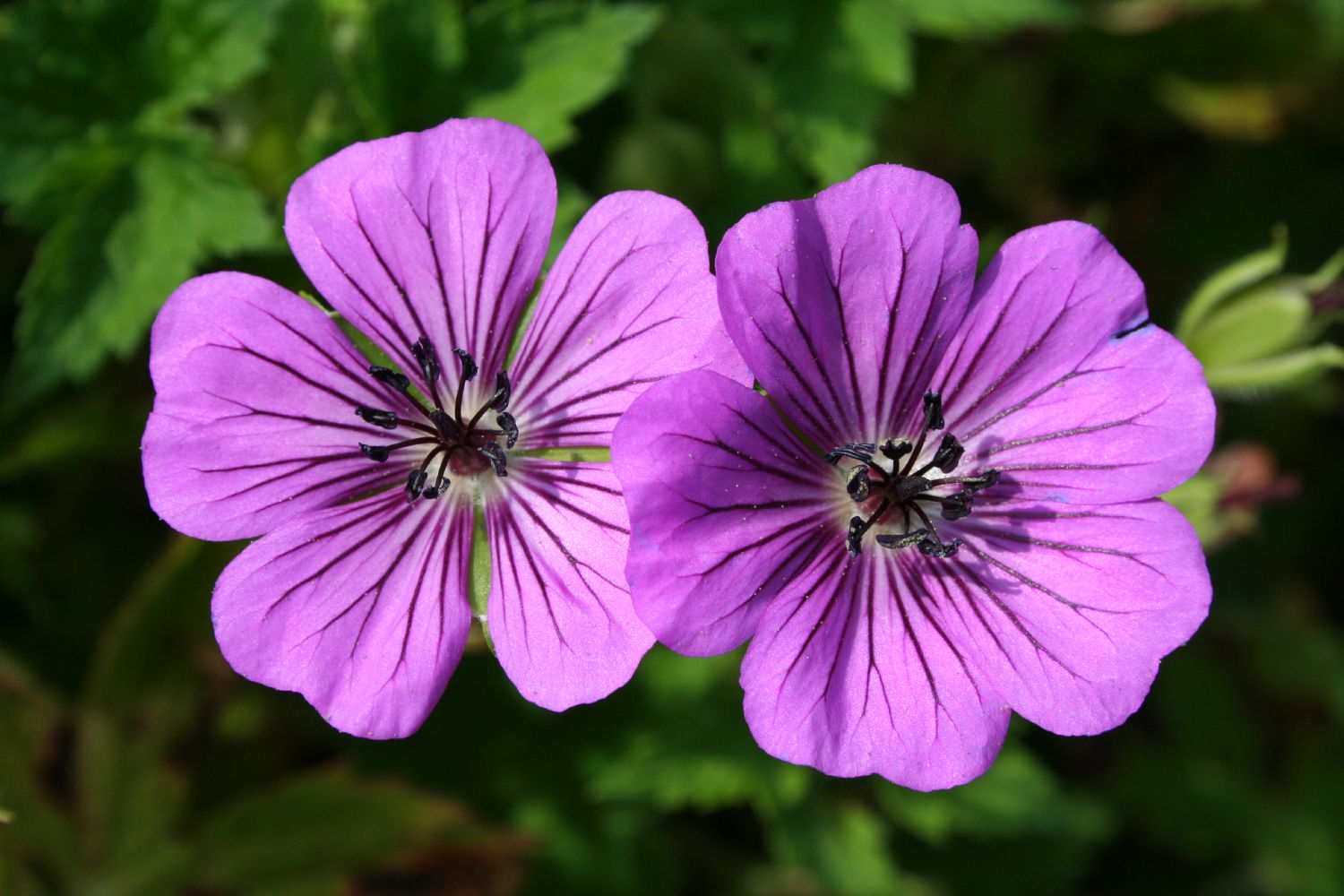 Geranium 'Pink Penny' ® (Garten-Storchschnabel)