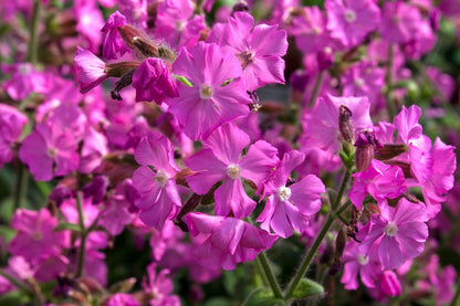 Silene x robotii 'Rolly's Favourite' Bastard-Lichtnelke