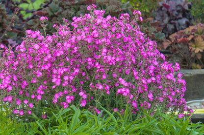 Silene x robotii 'Rolly's Favourite' (Bastard-Lichtnelke)