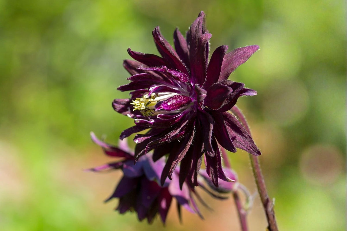 Aquilegia vulgaris var. stellata 'Black Barlow' (Gefüllte Akelei) - P 0,5