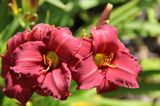 Hemerocallis 'Eenie Fanfare' Miniaturblütige Taglilie