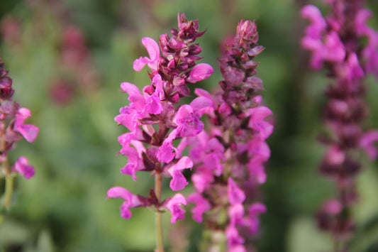 Salvia nemorosa 'Pink Friesland' Garten-Blüten-Salbei