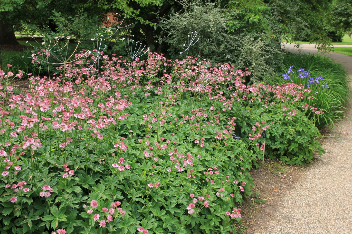 Astrantia major 'Roma' ® Sterndolde