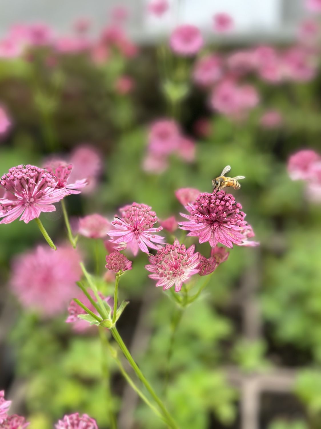 Astrantia major 'Roma' ® (Sterndolde)