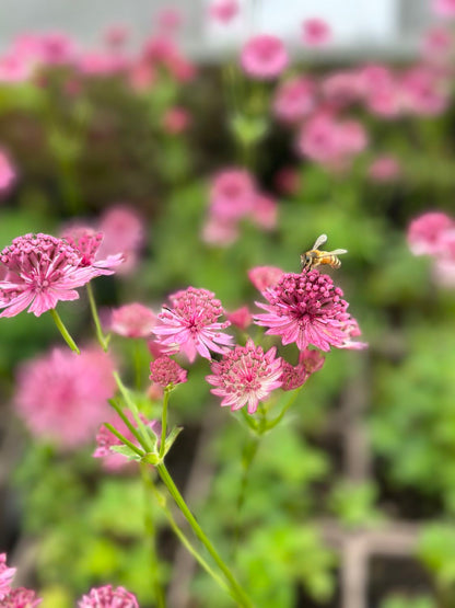 Astrantia major 'Roma' ® (Sterndolde)