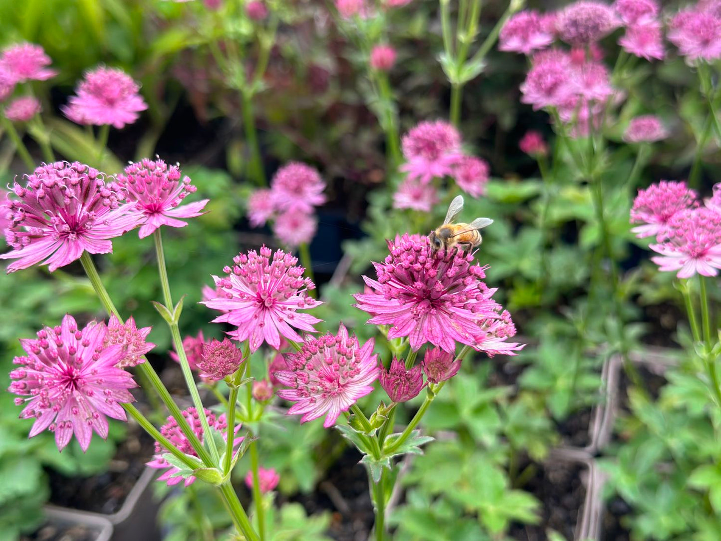 Astrantia major 'Roma' ® (Sterndolde)