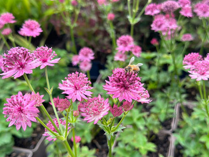 Astrantia major 'Roma' ® (Sterndolde)