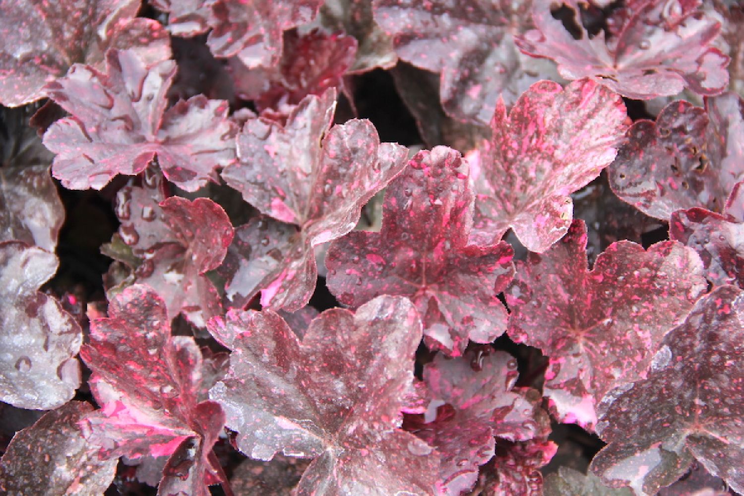 Heuchera 'Midnight Rose' ® Kleinblütiges Silberglöckchen