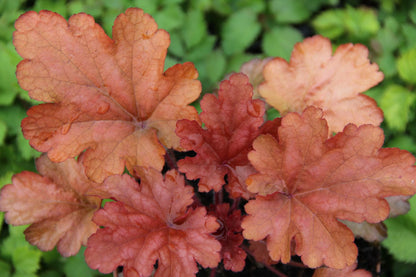 Heuchera 'Peach Flambé' Kleinblütiges Garten-Silberglöckchen