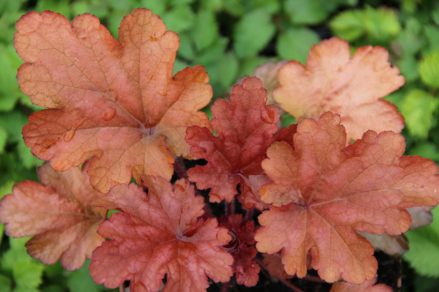 Heuchera 'Peach Flambé' ® Kleinblütiges Garten-Silberglöckchen