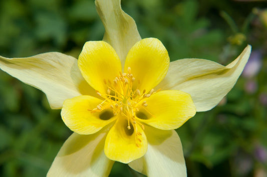 Aquilegia caerulea 'Maxi' Langspornige Garten-Akelei