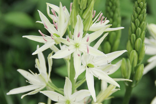 Camassia leichtlinii 'Alba' Leichtlins Prärielilie