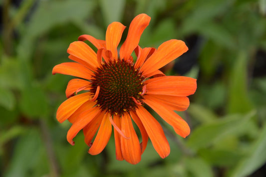 Echinacea 'Tiki Torch' ® Scheinsonnenhut