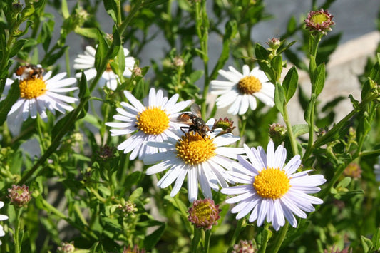 Kalimeris incisa 'Madiva' Schönaster