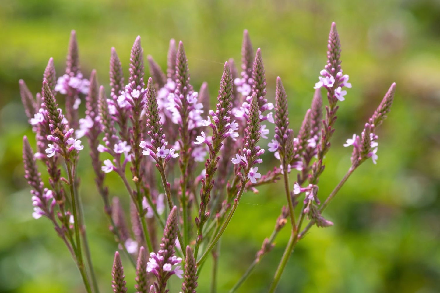 Verbena hastata 'Pink Spires' Lanzen-Eisenkraut