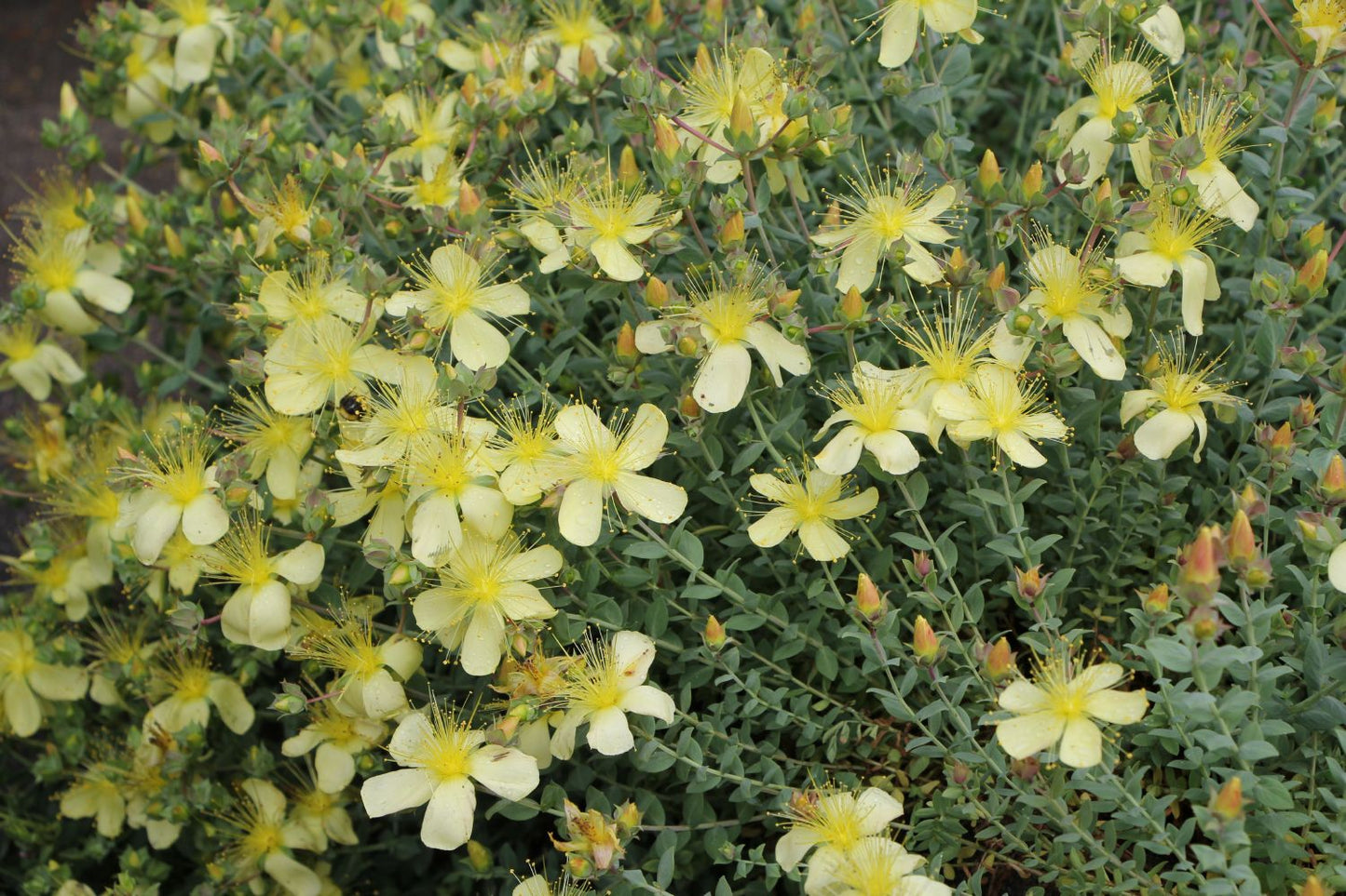Hypericum olympicum 'Citrinum' Zwerg-Johanniskraut