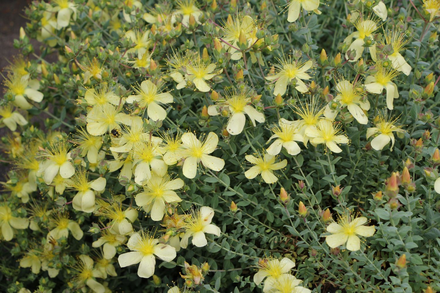 Hypericum olympicum 'Citrinum' Zwerg-Johanniskraut