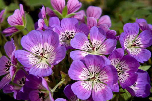 Geranium 'Sweet Heidy' Garten-Storchschnabel