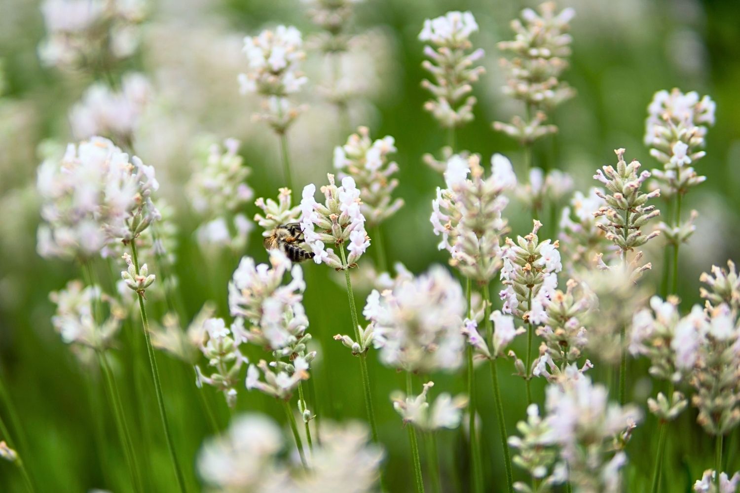 Lavandula angustifolia 'Arctic Snow' Weißblühender Garten-Lavendel