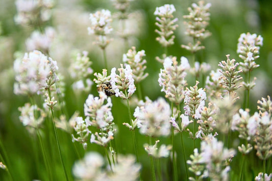 Lavandula angustifolia 'Arctic Snow' Weißblühender Garten-Lavendel