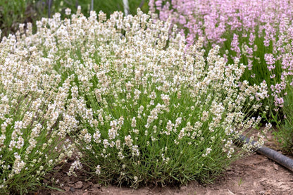 Lavandula angustifolia 'Arctic Snow' (Weißblühender Garten-Lavendel)