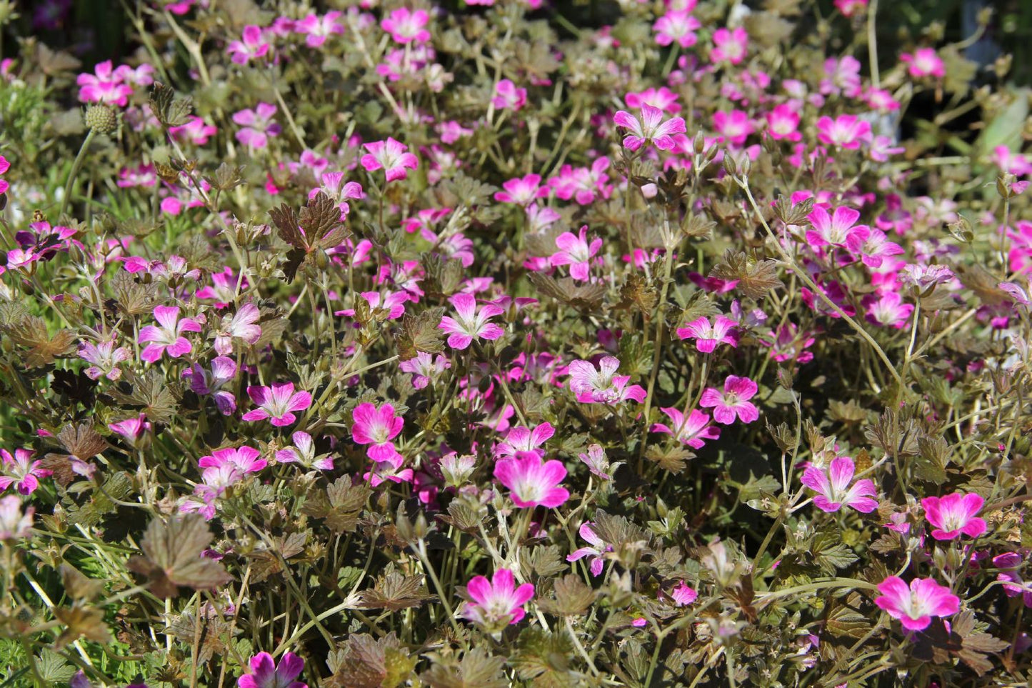 Geranium 'Orkney Cherry' ® Storchschnabel