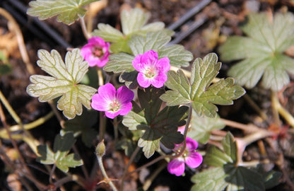 Geranium 'Orkney Cherry' ® (Storchschnabel)