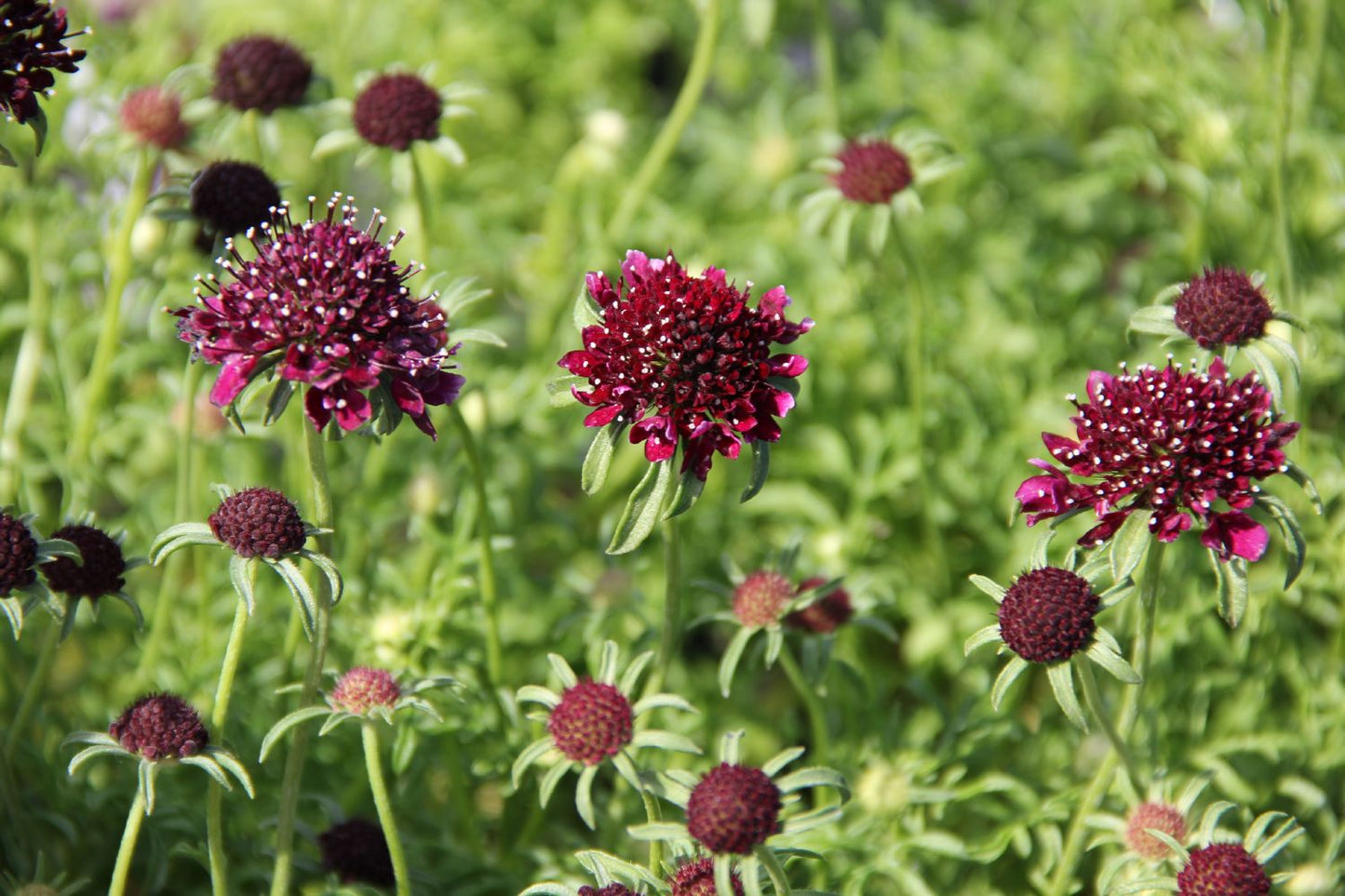 Scabiosa atropurpurea 'Barocca' Samt-Skabiose