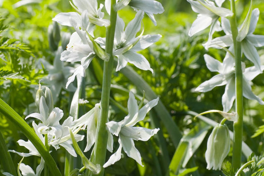 Ornithogalum nutans Nickender Milchstern