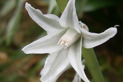 Ornithogalum nutans (Nickender Milchstern)