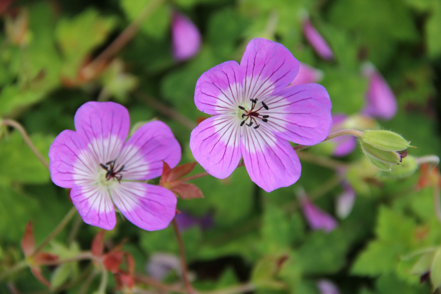 Geranium wallichianum 'Sylvia's Surprise' ® Garten-Storchschnabel