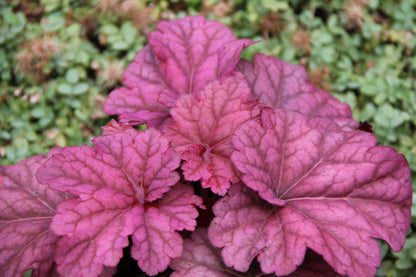 Heuchera 'Berry Smoothie' Samthaariges Silberglöckchen