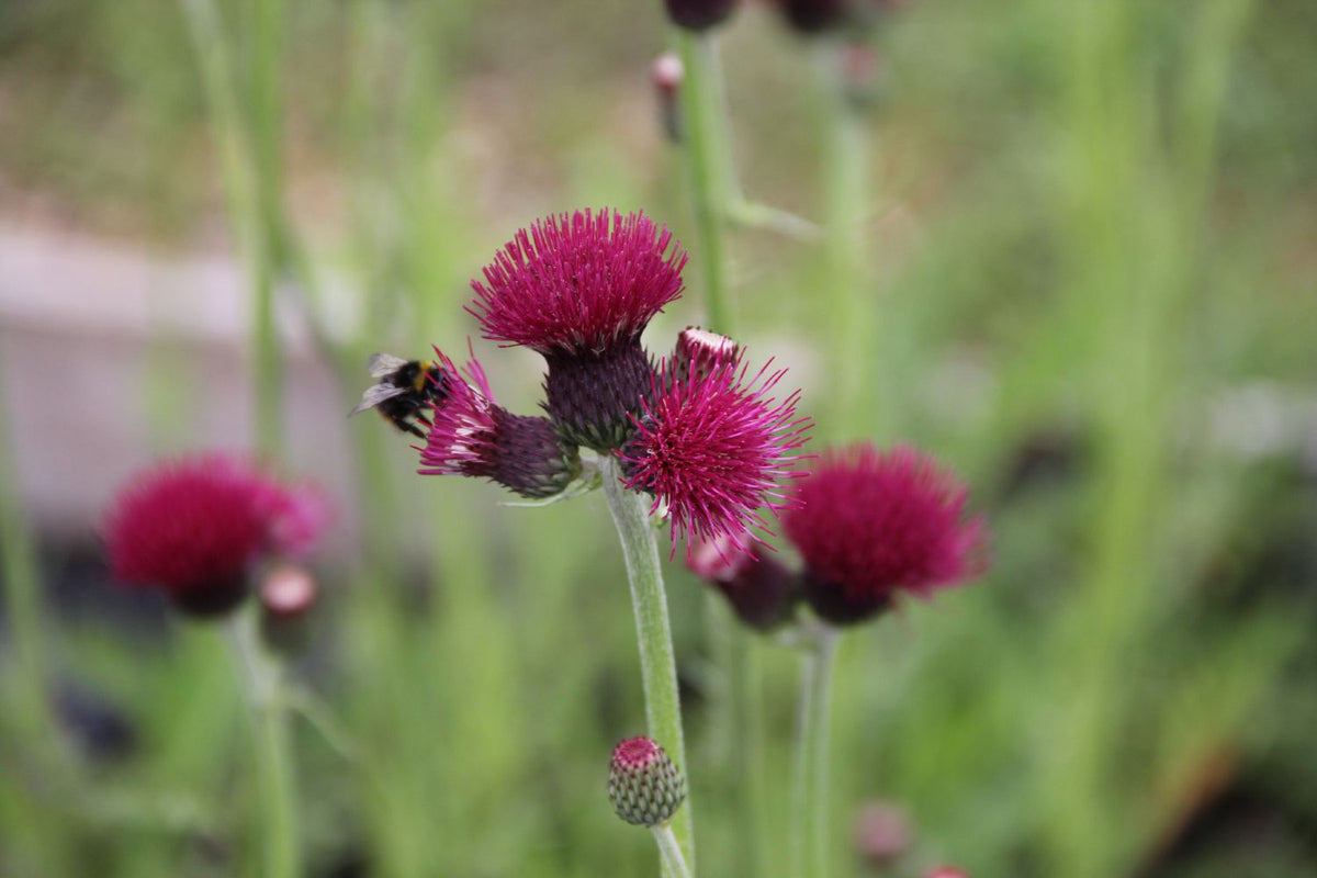 Cirsium rivulare 'Atropurpureum' (Purpurdistel) - P 1