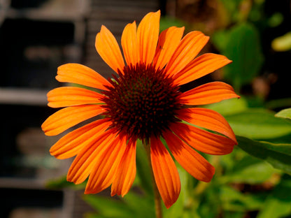 Echinacea 'Tangerine Dream' ® Scheinsonnenhut