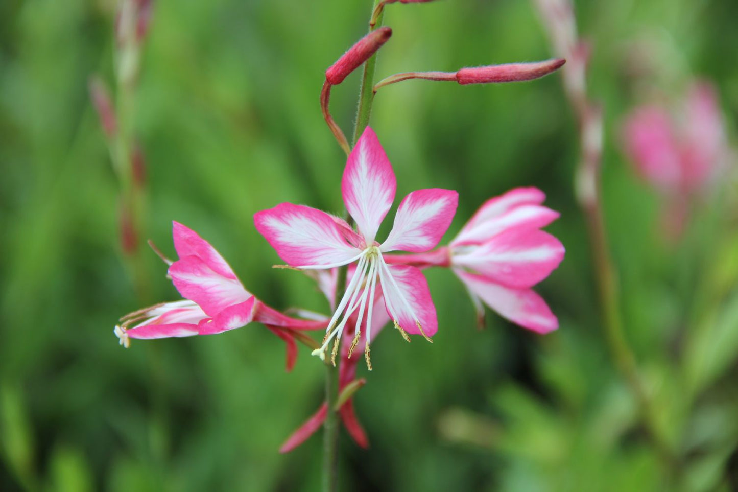 Gaura lindheimeri 'Rosy Jane' Prachtkerze