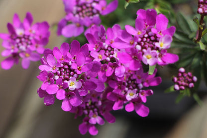 Iberis sempervirens 'Absolutely Amethyst' Immergrüne Schleifenblume