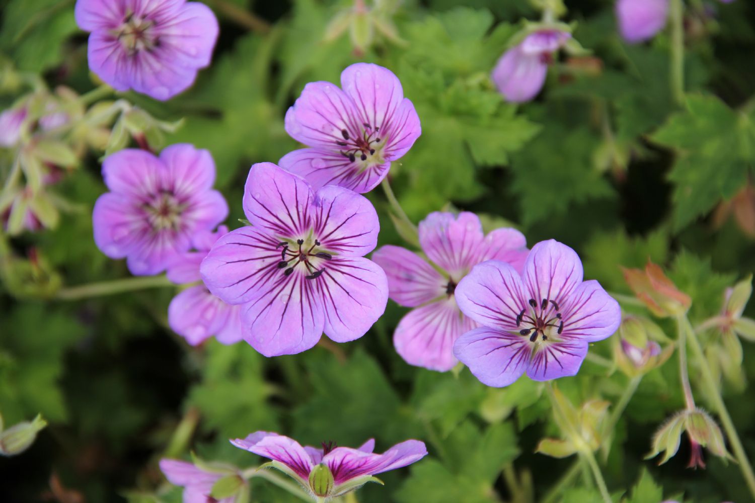 Geranium wallichianum 'Havana Blues' ® Garten-Storchschnabel