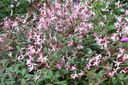 Gillenia trifoliata 'Pink Profusion' ® Dreiblattspiere